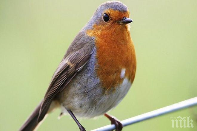 Птица приземи самолет в Пловдив