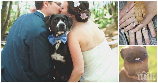 С куче на ... сватба! Уникална колекция от снимки на кучета и младоженци!