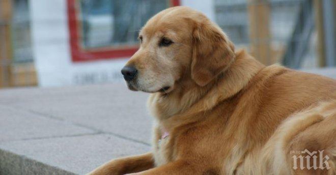 Садистът, хвърлил кучето си от балкона, бил осъждан