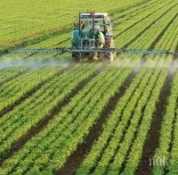 Земеделските производители в Добричко сеят повече фасул
