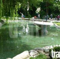 Пуснаха златни рибки в Цар Симеоновата градина в Пловдив (снимки)