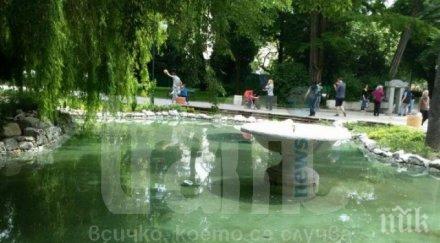 пуснаха златни рибки цар симеоновата градина пловдив снимки