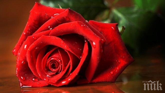ПИК TV: Избраха Царица роза на Казанлък