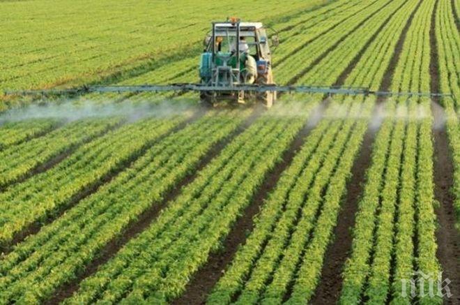 Земеделските производители в Добричко сеят повече фасул
