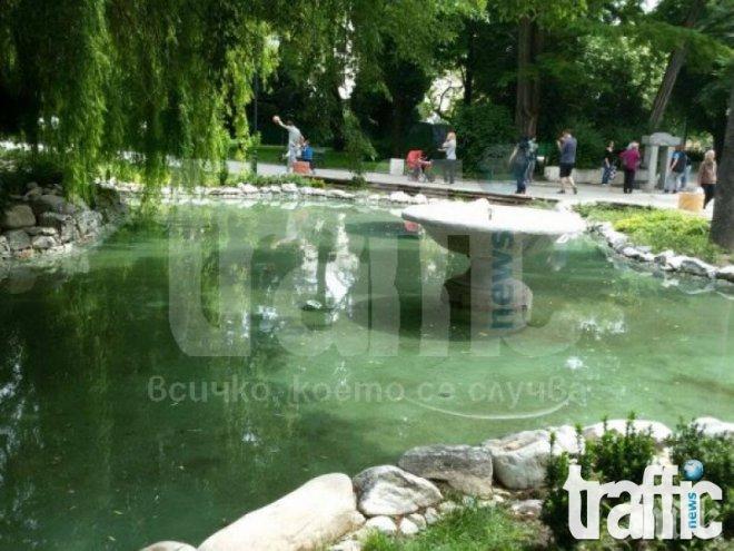 Пуснаха златни рибки в Цар Симеоновата градина в Пловдив (снимки)