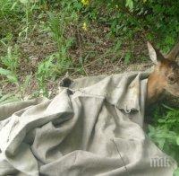 Спасиха дива сърна край варненския квартал 