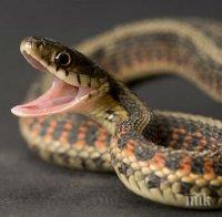 Ужас! Змии убиват 100 хил. човека всяка година