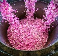 Фотоизложба на открито за Фестивала на розата в Казанлък