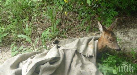 спасиха дива сърна варненския квартал аспарухово снимки