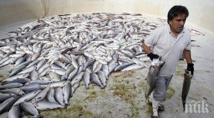 четири храни гениалност детето