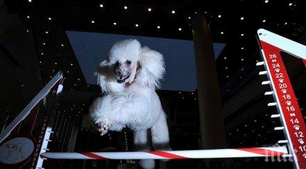 кучета минаха венчило булката рокля 2000 долара