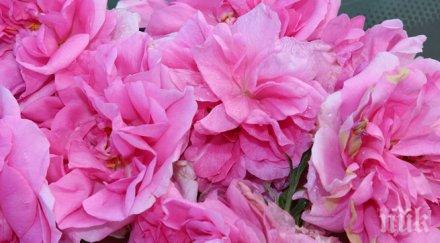 започва розоберът казанлъшко