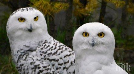 спасиха семейство сови