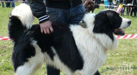 отпускат бона изложби овчарски кучета