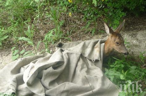 Спасиха дива сърна край варненския квартал Аспарухово (снимки)
