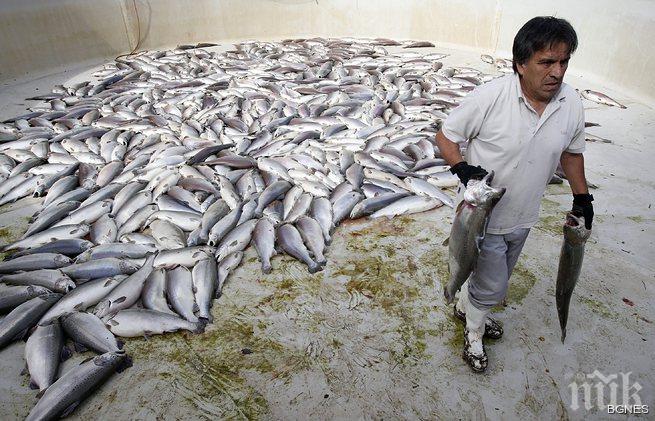 Четири храни за гениалност на детето ви