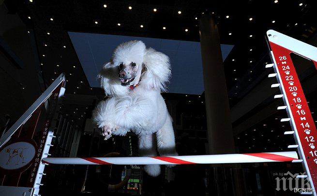 Кучета минаха под венчило, булката с рокля за 2000 долара