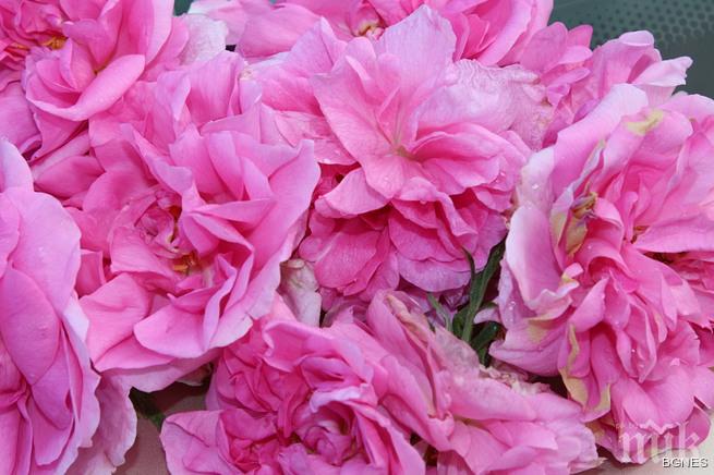 Започва розоберът в Казанлъшко