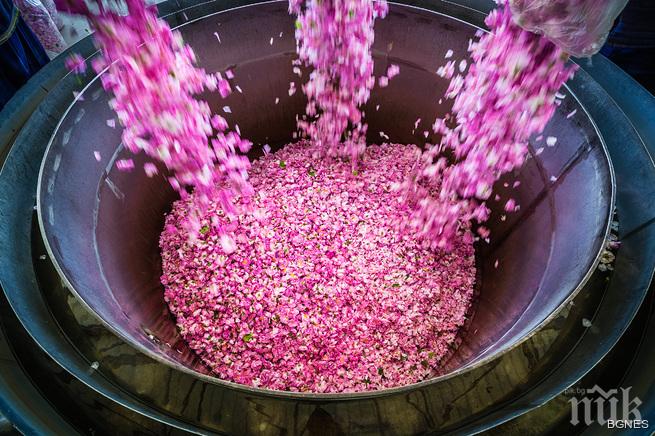 Фотоизложба на открито за Фестивала на розата в Казанлък