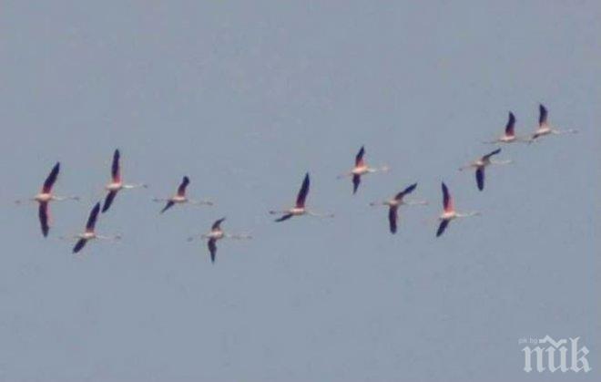 Ято розови фламинго прелетя и смая фотографите в Бургас