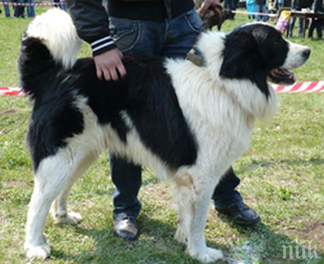 Отпускат 30 бона за изложби на овчарски кучета