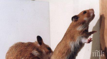 отвратително учител изяде жив хамстер учениците