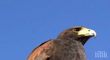 ветеринари пускат природата млади ловни соколи