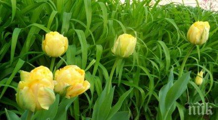 бона глоба скъсано урумово лале