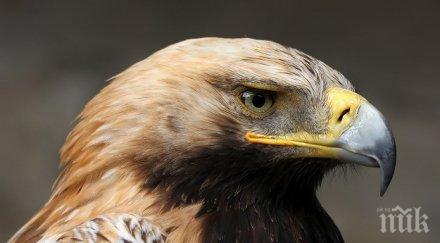 царският орел волен убит главния път сливен ямбол