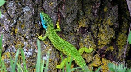 хит столичани луднаха гущери