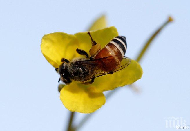Изчезването на пчелите в САЩ е заплаха за сигурността