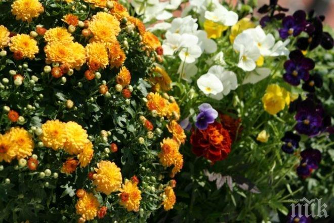 Деца ще засаждат цветя в Смолян 