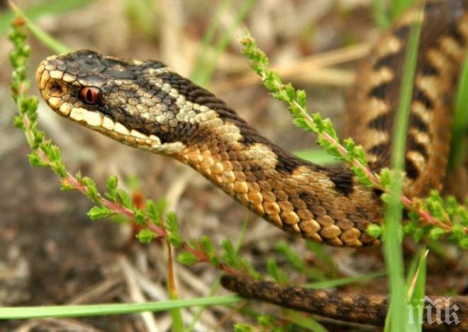 Заваляха сигнали за змии в Пернишко