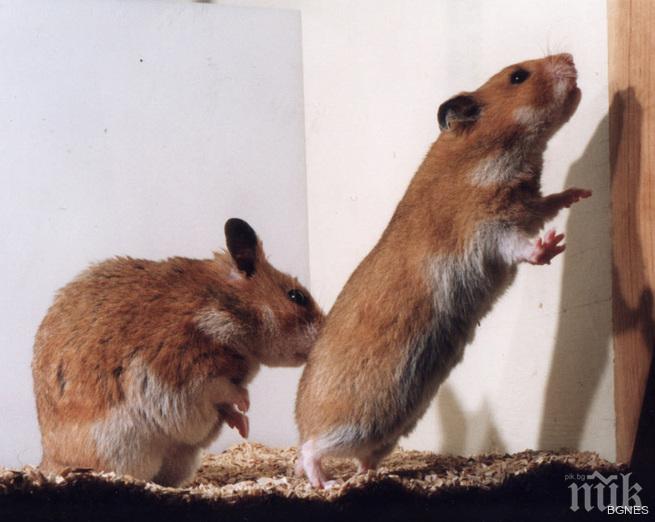 Отвратително! Учител изяде жив хамстер пред учениците си