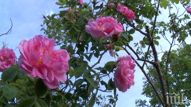 Розоберът в Карлово можe да бъде прекратен предсрочно