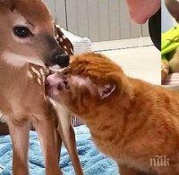 Това коте е спасено при пожар! То раздава своята любов на останалите животни, които имат нужда!