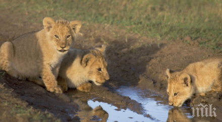 три малки лъвчета радват зоопарка тексас
