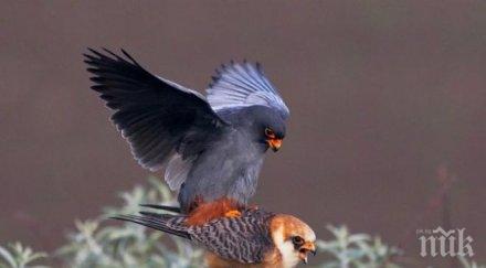 ловни сокола родени клетка литват свобода