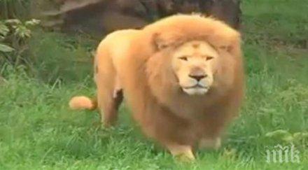 лъвът беше отегчен подхвърлиха топка предполагаха нещо такова случи