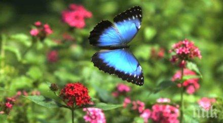 сащ създадат магистрала пеперуди