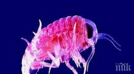 учени създадоха огромна база данни планктона