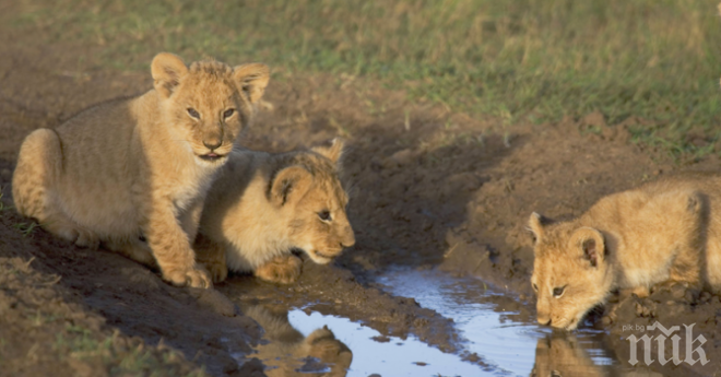 Три малки лъвчета радват зоопарка на Тексас