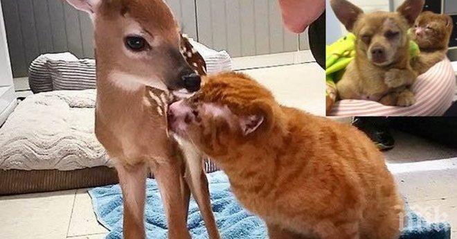 Това коте е спасено при пожар! То раздава своята любов на останалите животни, които имат нужда!