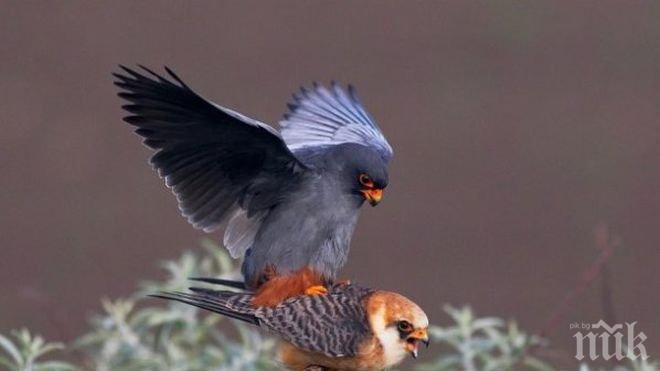 4 ловни сокола, родени в клетка, литват на свобода