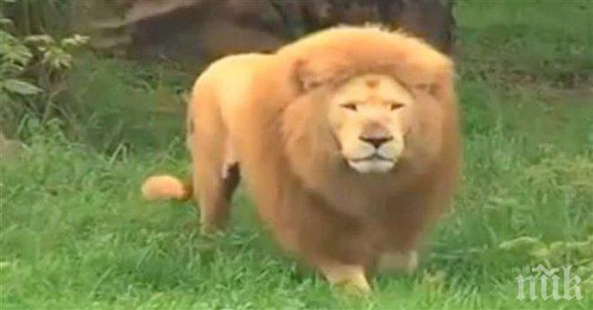Лъвът беше отегчен. Те му подхвърлиха топка, но не предполагаха, че нещо такова може да се случи!!