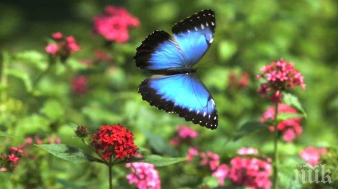 В САЩ ще създадат магистрала за пеперуди