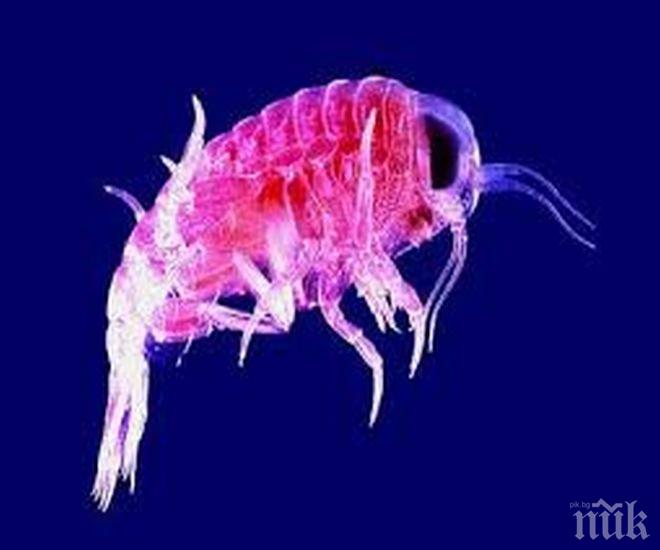 Учени създадоха огромна база данни за планктона
