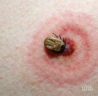 Над 100 са ухапаните от кърлежи във Варненско за седмица