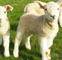 Апаши отмъкнаха агне