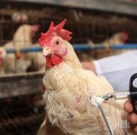 Американски учени създадоха ваксина срещу птичи грип